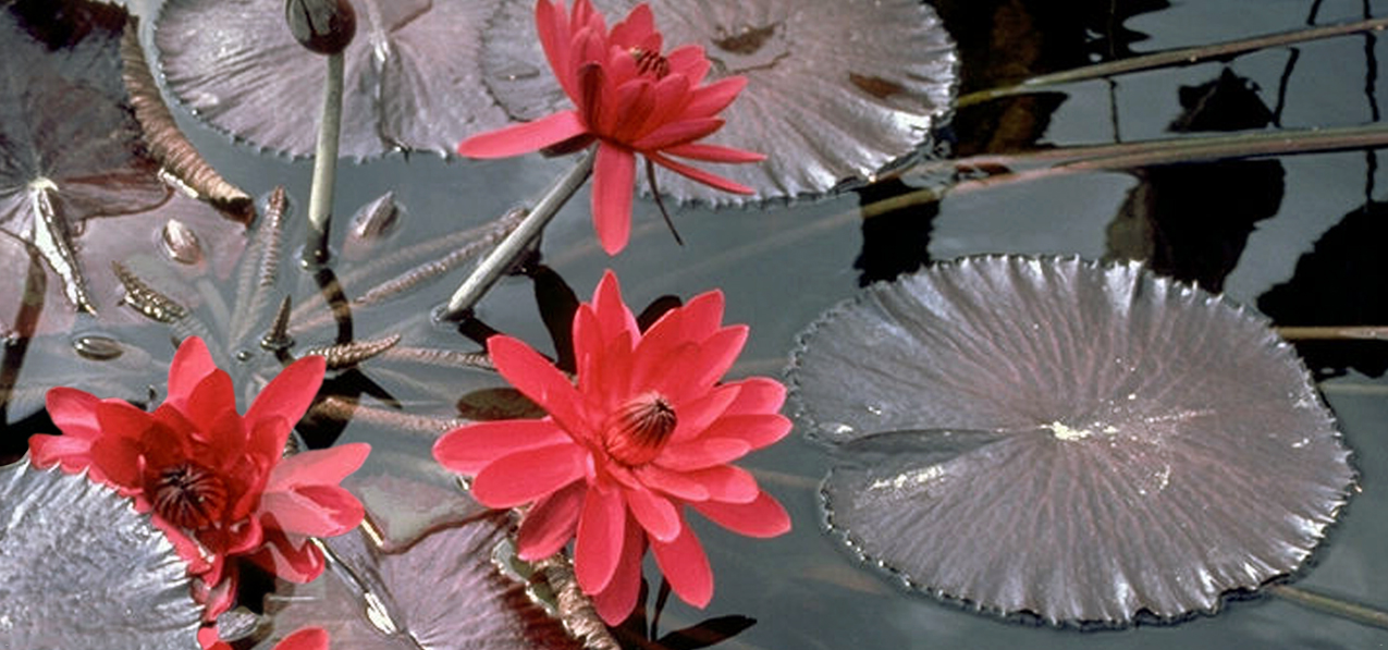 P 026 Water Lily Red